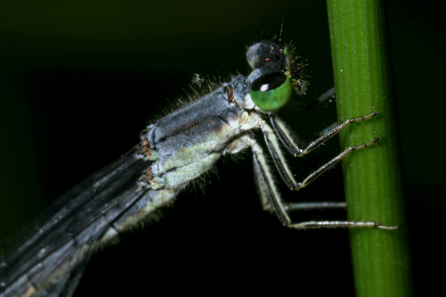 damselfly_5-1904_7343