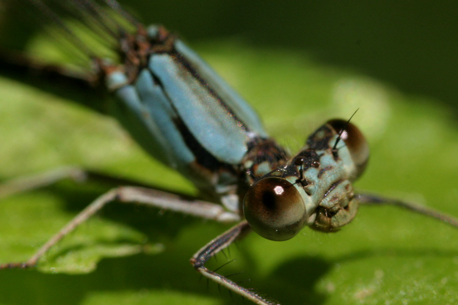 damselfly_6-2004_1260