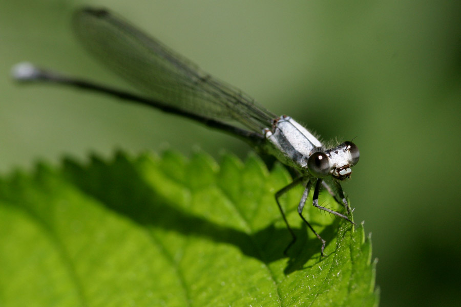 damselfly_6-2004_1276