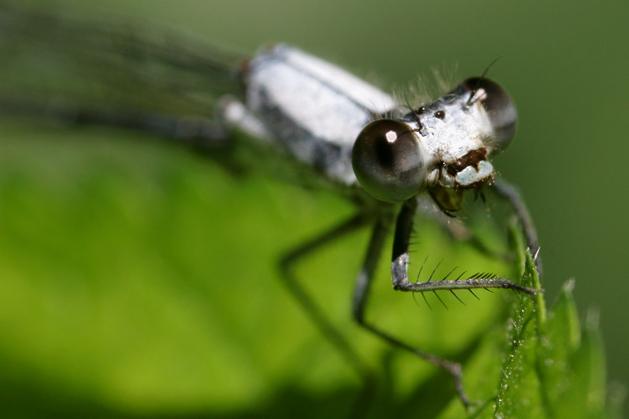 damselfly_6-2004_1287