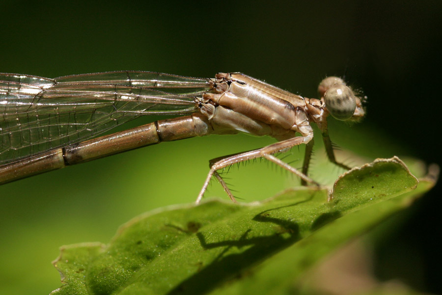 damselfly_6-2004_1323