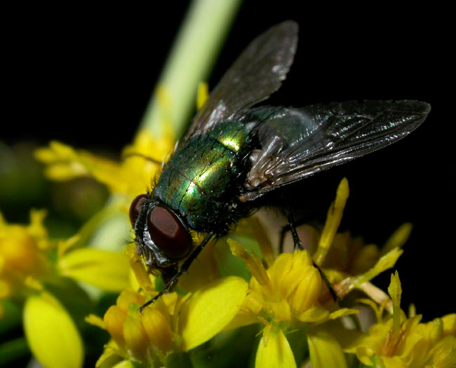 dipteran_10-3003_0830