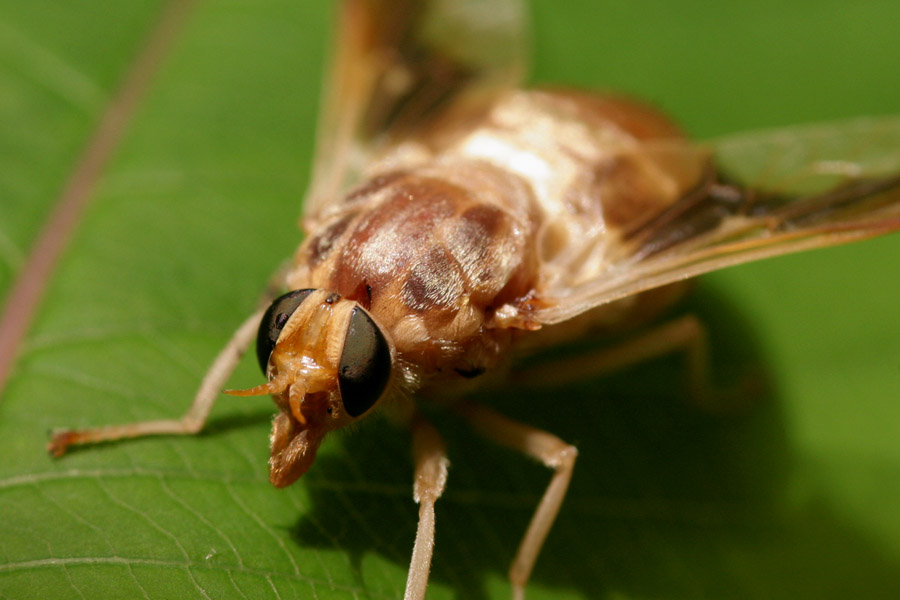 dipteran_6-1004_9694