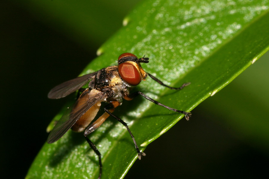 dipteran_6-1304_0081