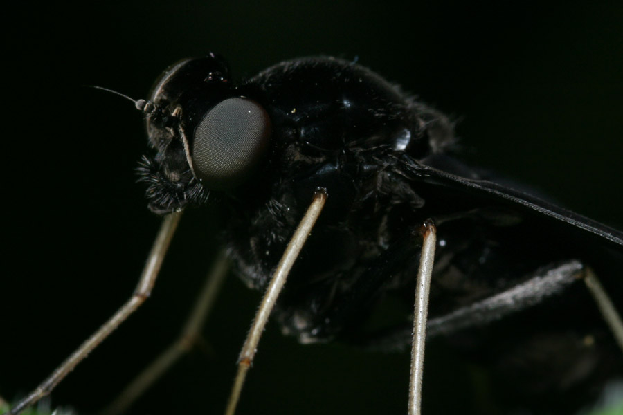 dipteran_6-204_8467