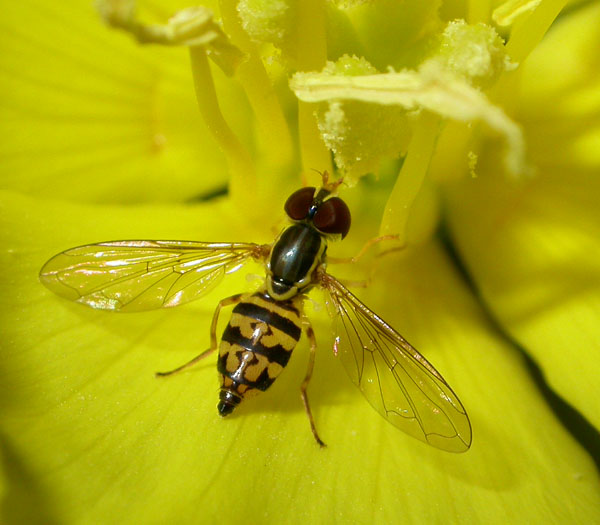 dipteran_8-603_6514