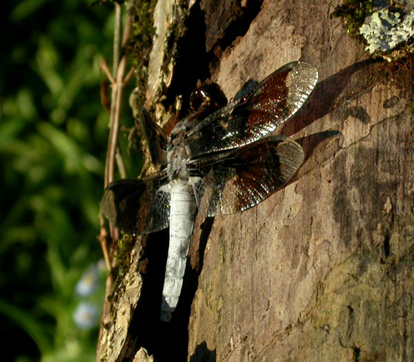 dragonfly_7-1603_5179