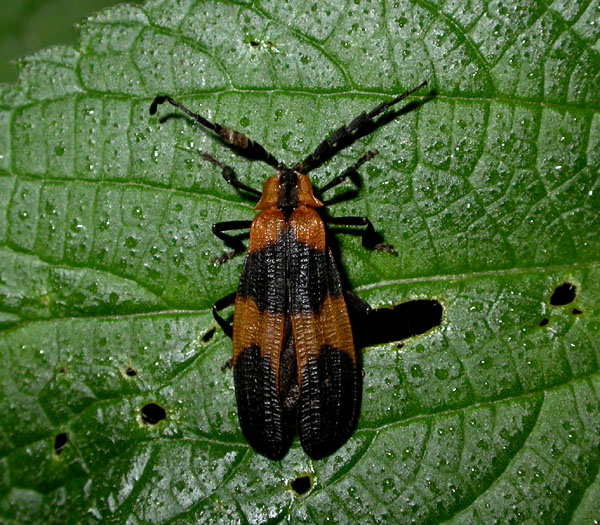 insect_7-2403_5577