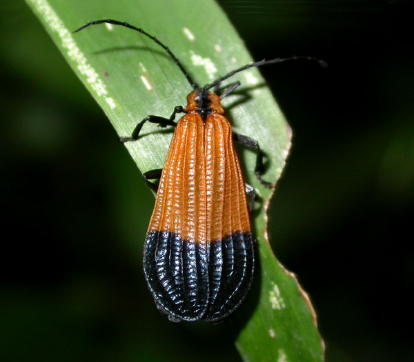 insect_8-303_6419