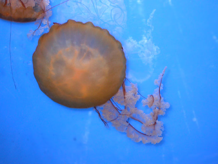 jellyfish_7-03_4913