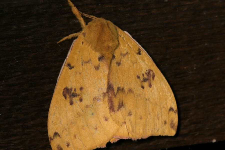 moth_6-1004_9630