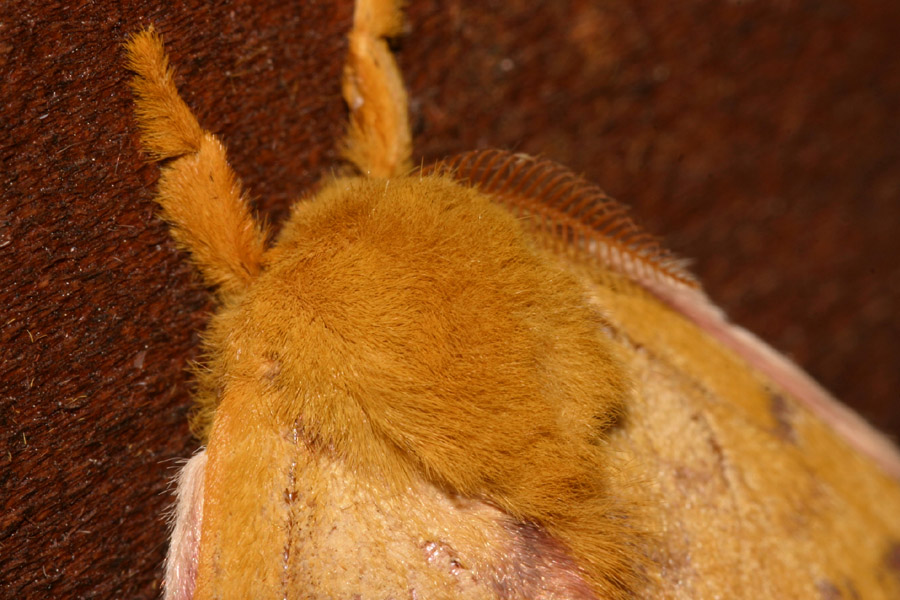 moth_6-1304_0209