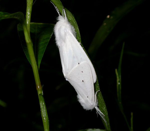 moths_8-1603_7000