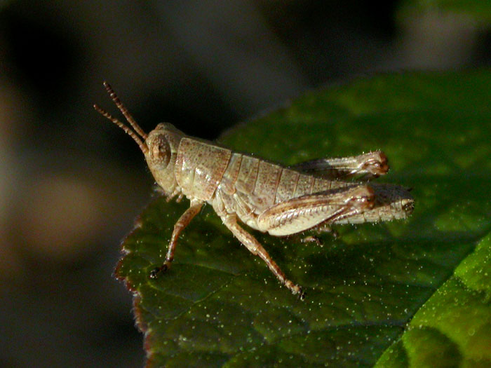 orthopteran_4-2003_1414