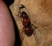 ant_5-2603_2590