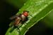 dipteran_6-1304_0081