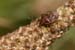 hemipteran_6-2104_1583