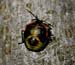 hemipteran_8-903_6811