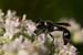 hymenopteran_6-1904_1107