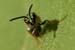 hymenopteran_6-1904_1152