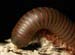 millipede_4-3003_1688