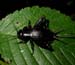 orthopteran_5-1603_4037