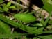 orthopteran_6-903_3674