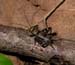 orthopteran_8-1603_7006