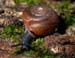 snail_5-2003_2515