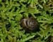 snail_9-7-03_8972