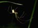 spider_5-2003_2490