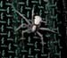 spider_6-903_3740