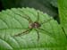 spider_7-1603_5198