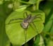 spider_8-1603_7097