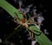 spider_8-903_6774