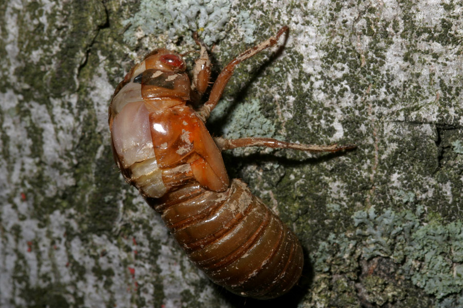 cicada-emerg_5-1604_6820