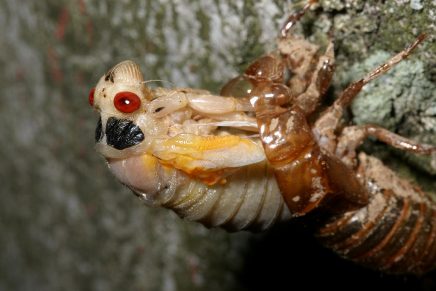 cicada-emerg_5-1604_6863