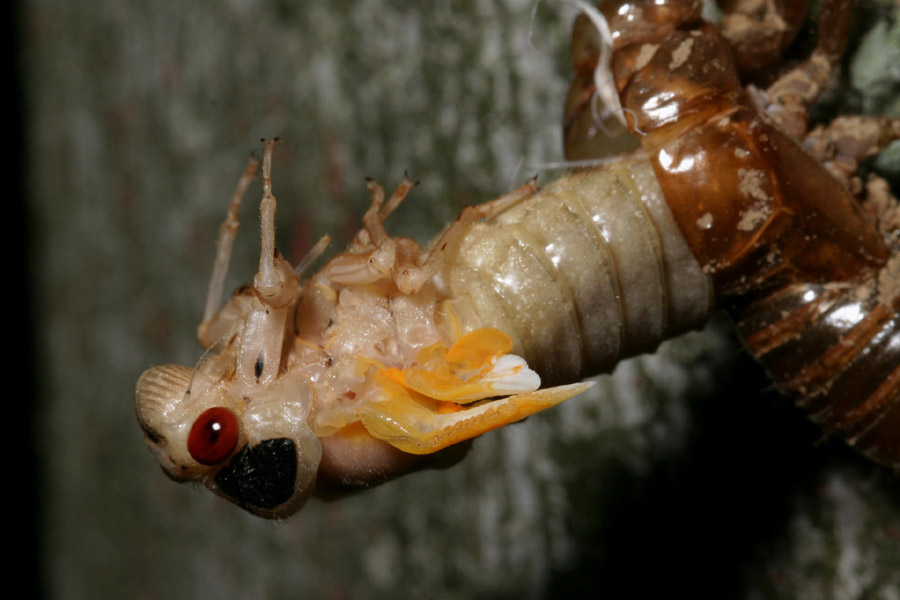 cicada-emerg_5-1604_6890