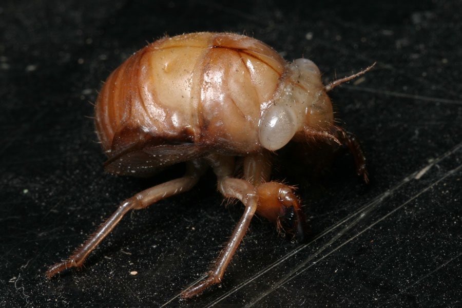 cicada_4-704_2277