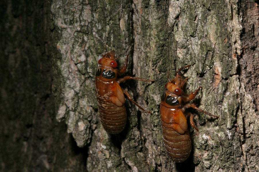 cicada_5-1604_6771
