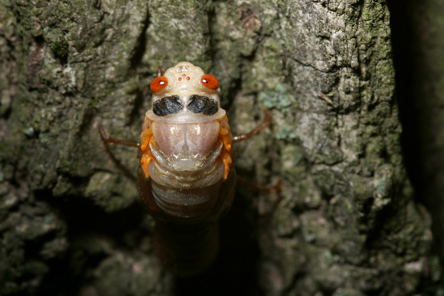 cicada_5-1604_6798