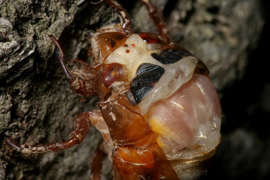 cicada_5-1604_6916