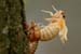 cicada-emerg_5-1704_7047