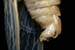 cicada-sexing_5-1604_6848
