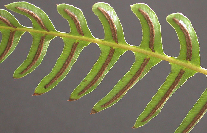 Blechnum_1_11-2902_5629