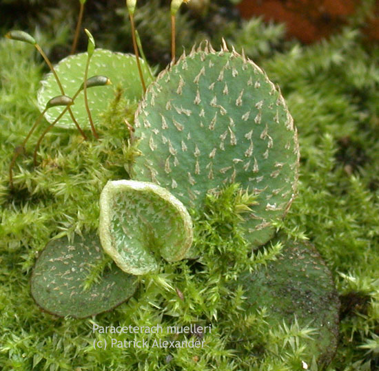 Paracet_muel_11-2902_5352