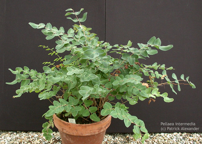 Pell_inter_11-2902_5445