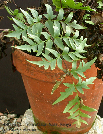 Pell_mmk_11-2902_5665