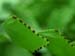 Adiantum_se_11-2903_5997