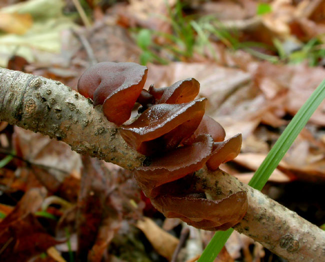 Auricularia_10-2603_0648